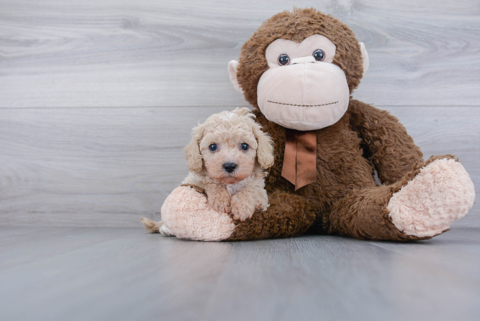 Petite Cavapoo Poodle Mix Pup