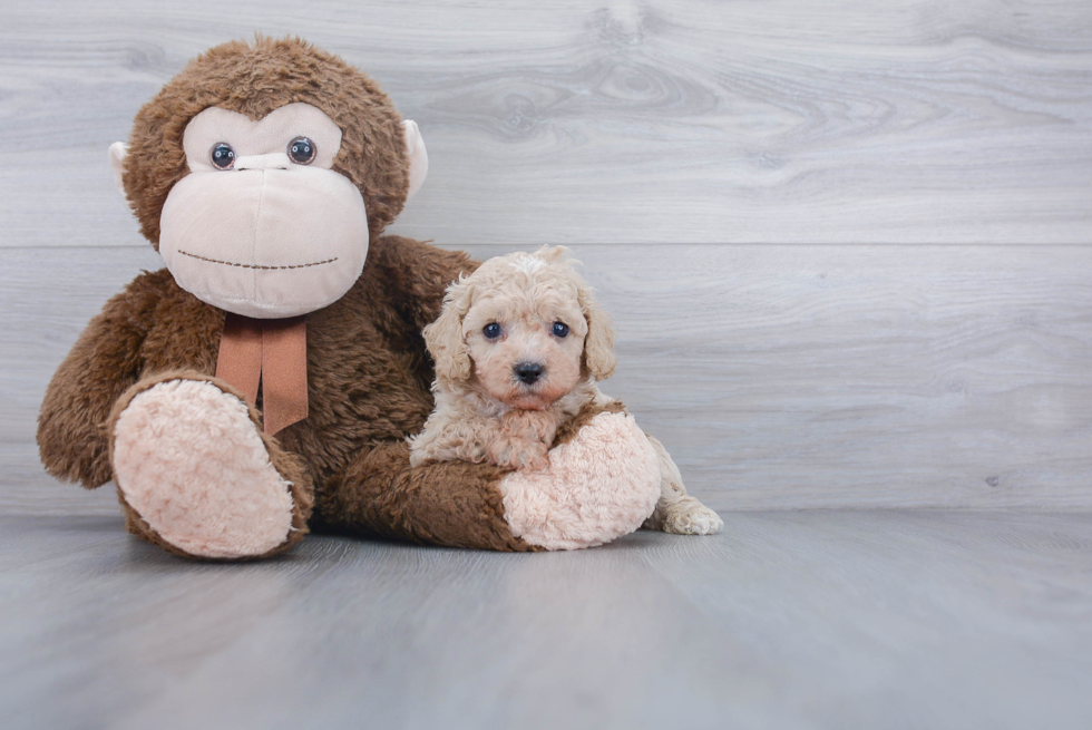 Best Cavapoo Baby