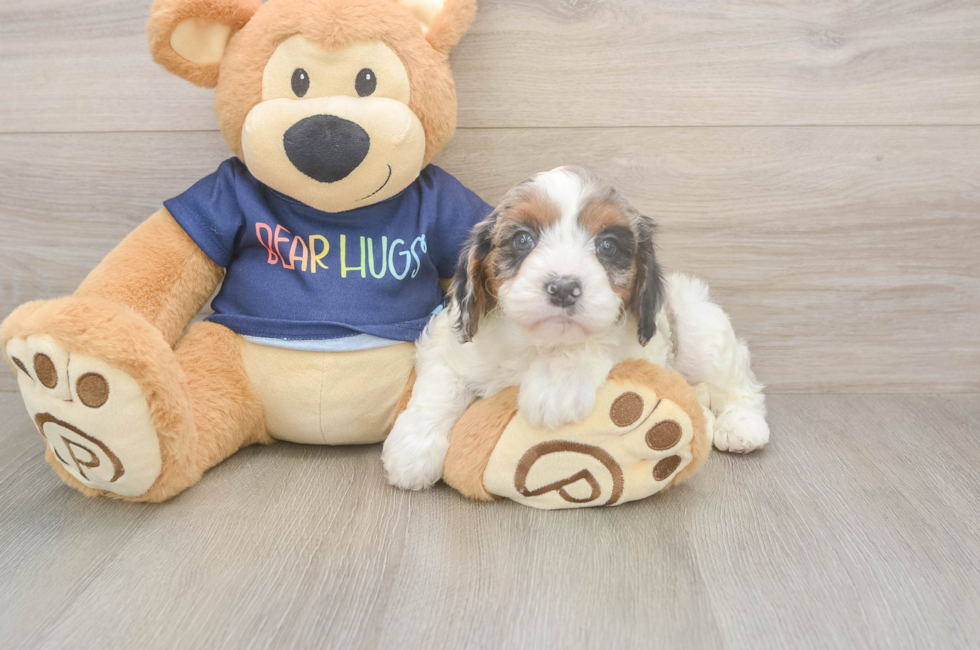 5 week old Cavapoo Puppy For Sale - Premier Pups