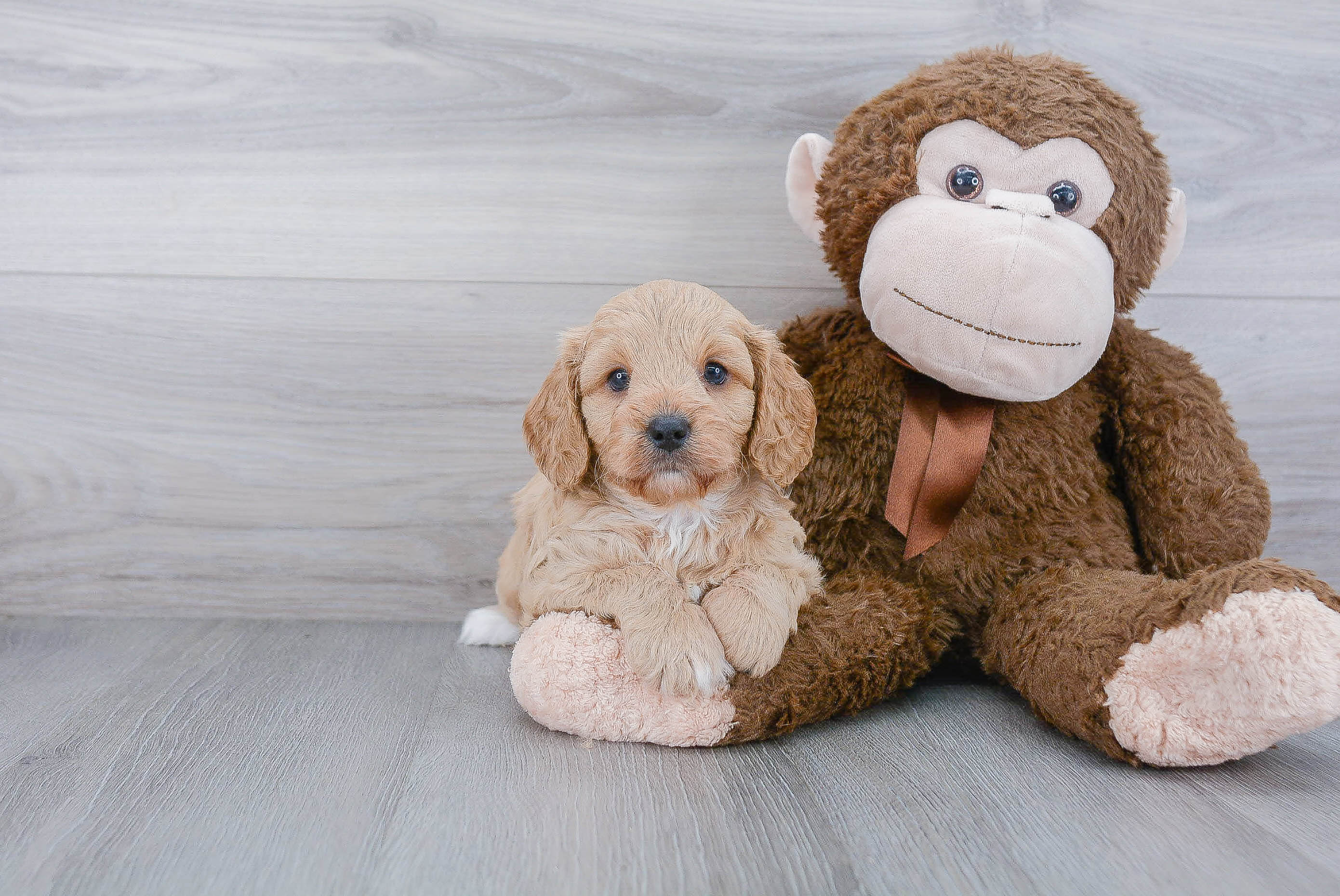 Happy Cavapoo Baby
