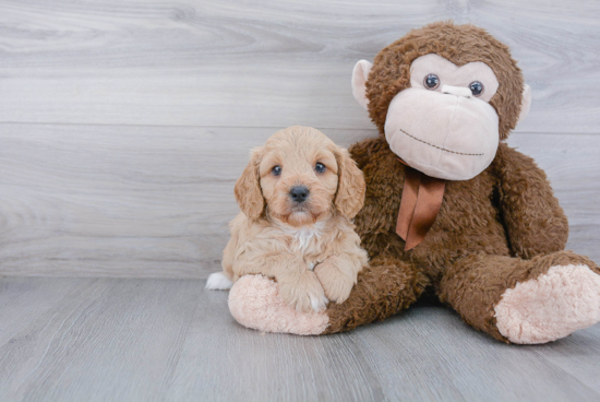 Happy Cavapoo Baby