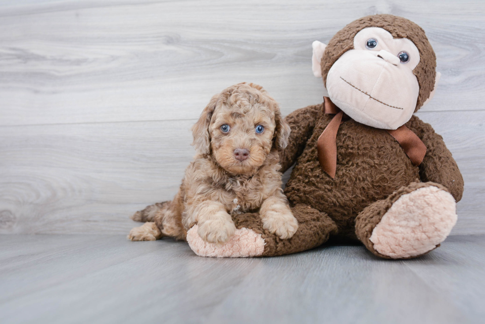 Cavapoo Puppy for Adoption