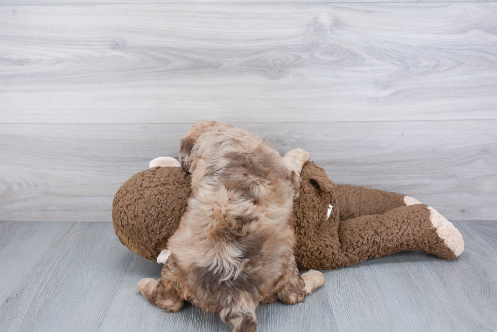 Sweet Cavapoo Baby