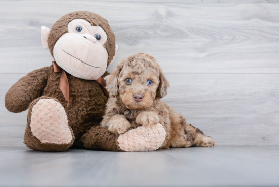 Popular Cavapoo Poodle Mix Pup