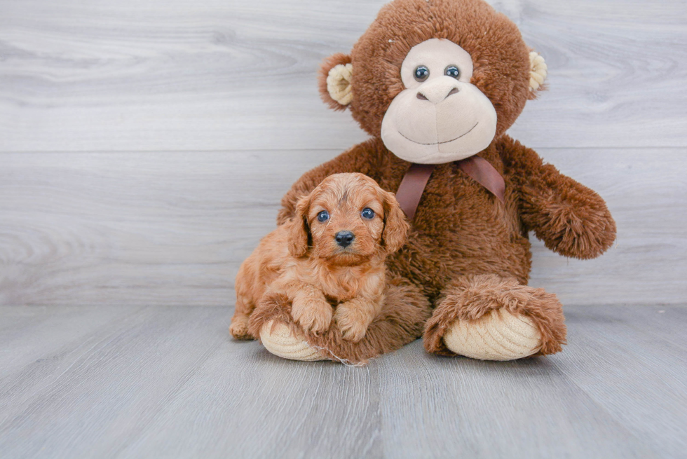 Little Cavoodle Poodle Mix Puppy