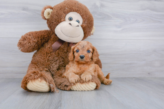 Best Cavapoo Baby