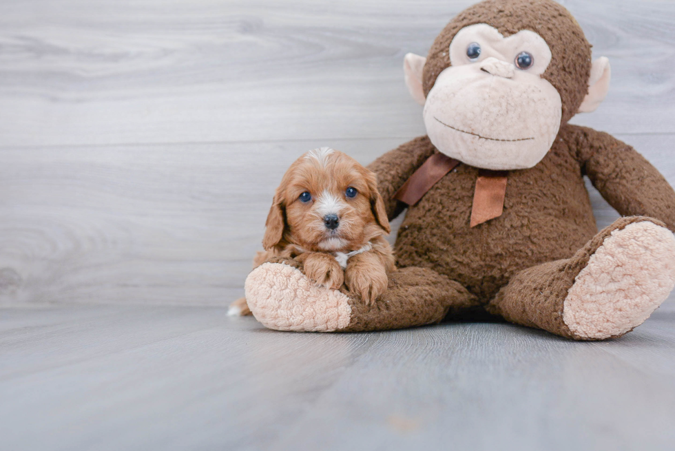 Happy Cavapoo Baby