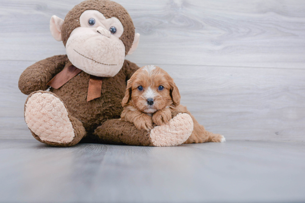 Best Cavapoo Baby