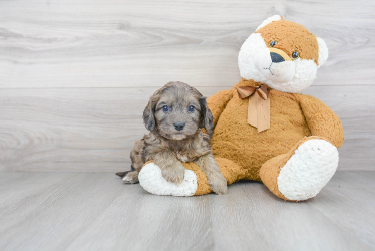 Cute Cavapoo Baby