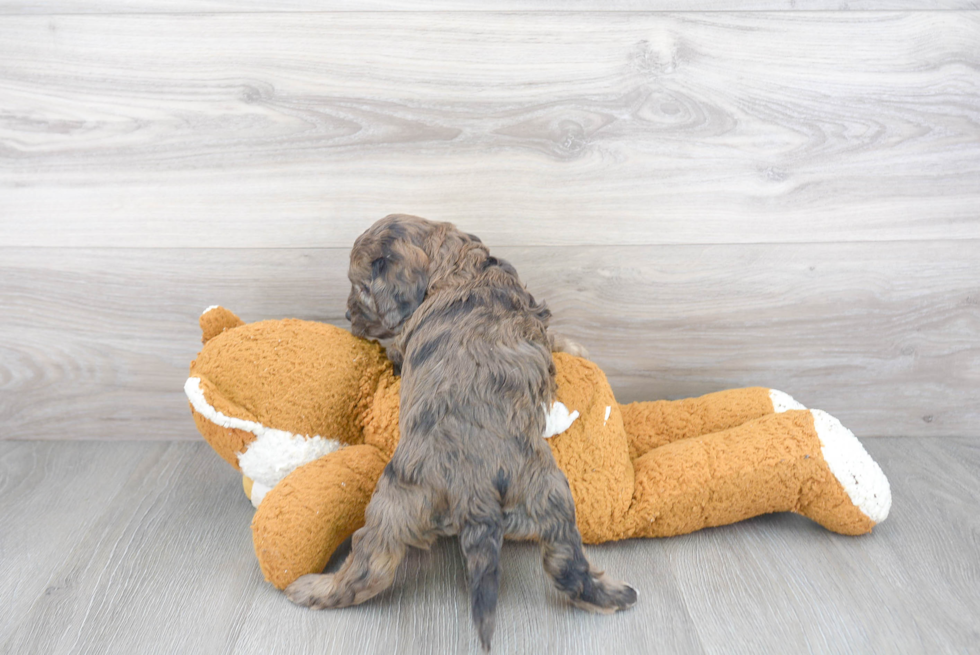 Cute Cavapoo Baby