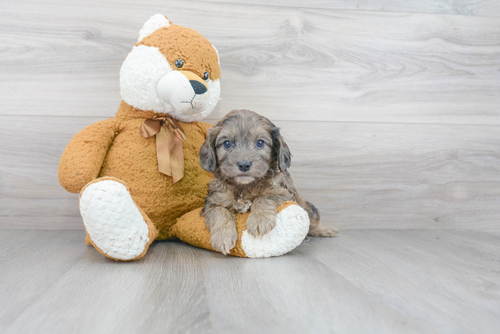 Playful Cavoodle Poodle Mix Puppy