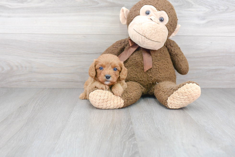 Popular Cavapoo Poodle Mix Pup