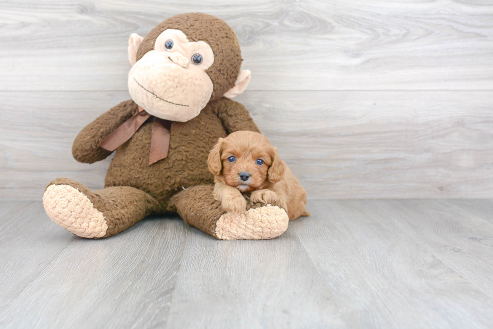 Playful Cavoodle Poodle Mix Puppy