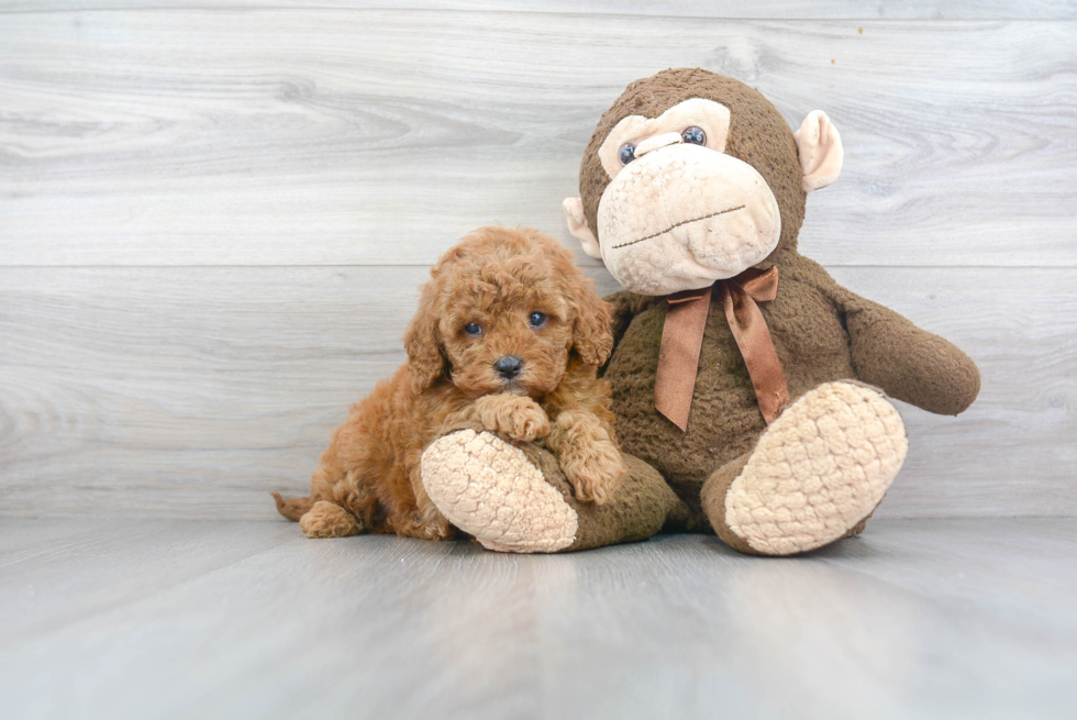 Petite Cavapoo Poodle Mix Pup