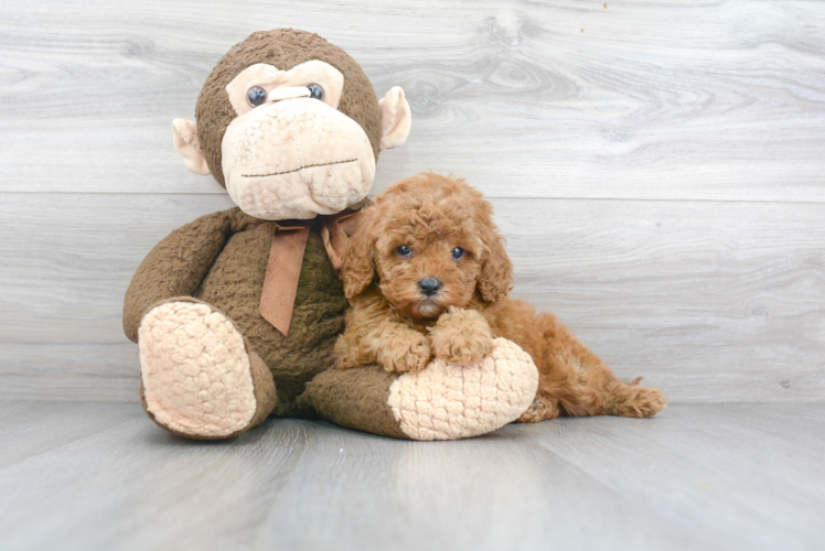 Cavapoo Puppy for Adoption