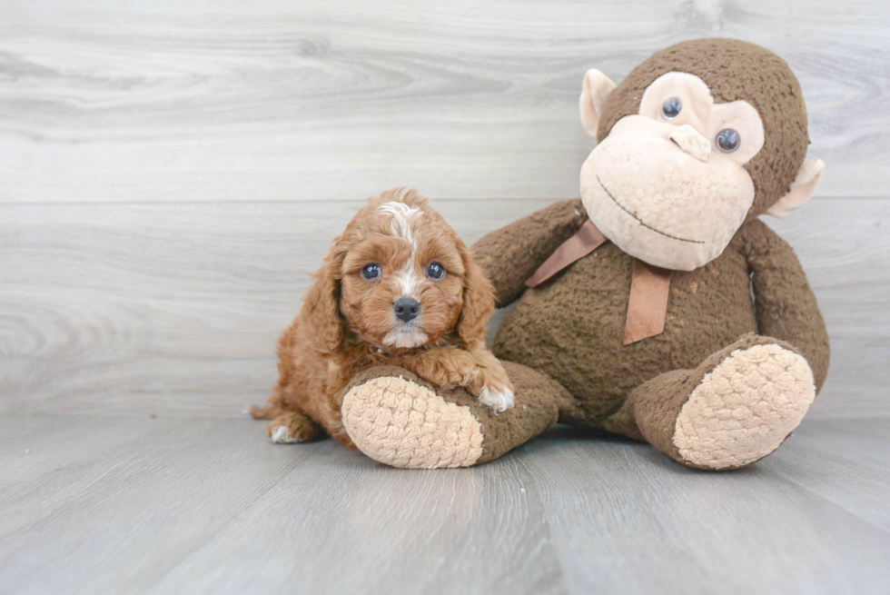 Sweet Cavapoo Baby