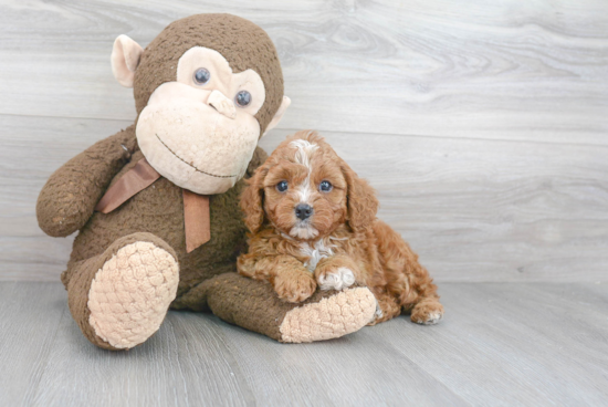 Popular Cavapoo Poodle Mix Pup