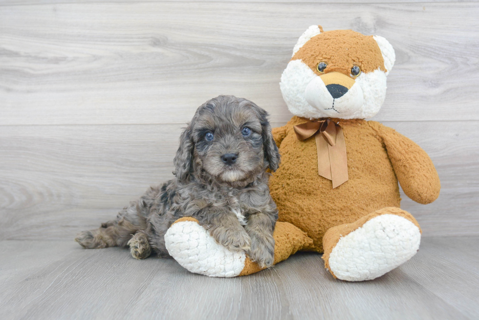 Best Cavapoo Baby