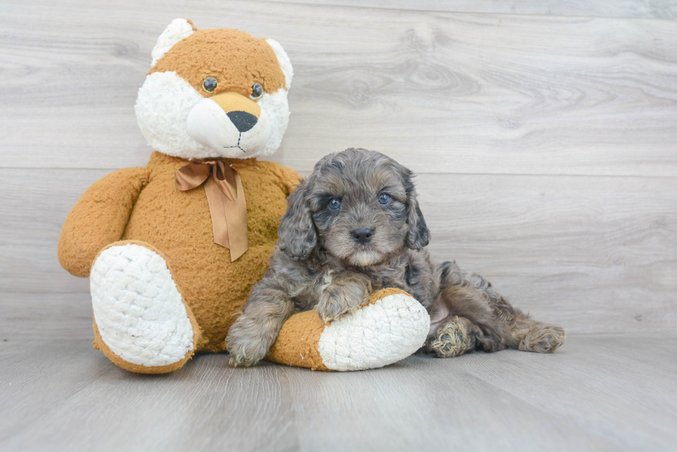 Cavapoo Puppy for Adoption