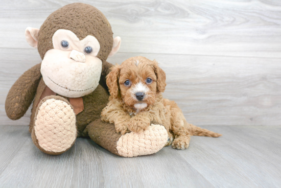 Friendly Cavapoo Baby