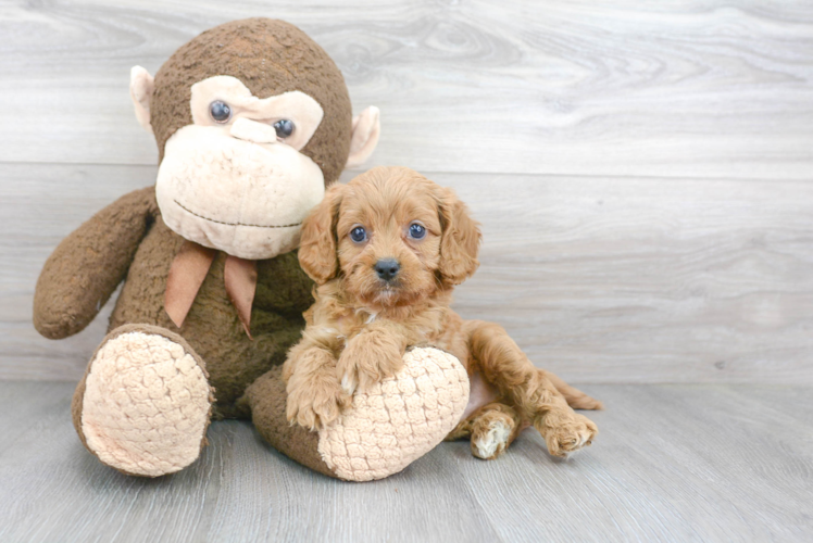 Small Cavapoo Baby