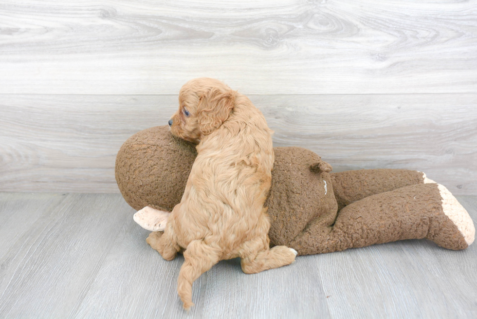 Cavapoo Puppy for Adoption