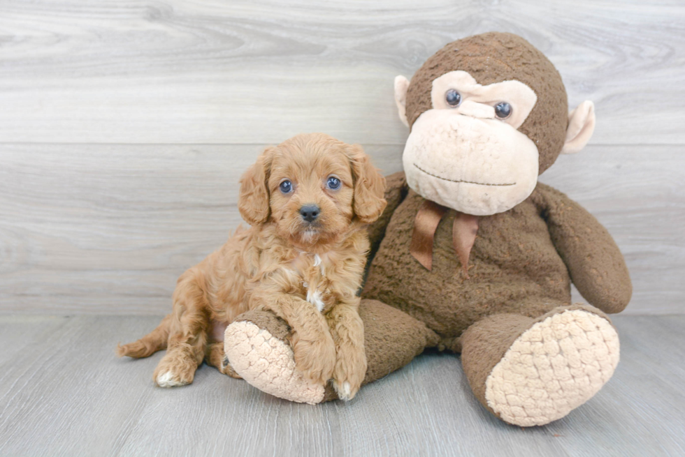 Cute Cavapoo Baby