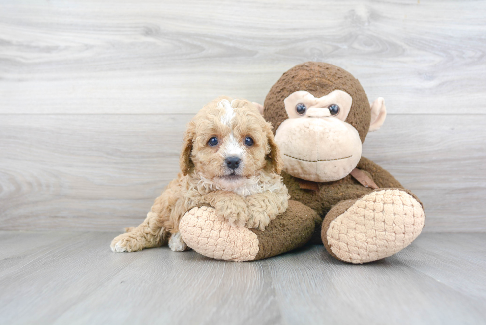 Cavapoo Pup Being Cute