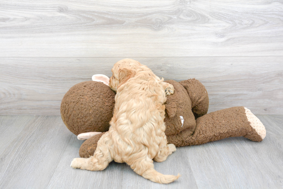 Adorable Cavoodle Poodle Mix Puppy