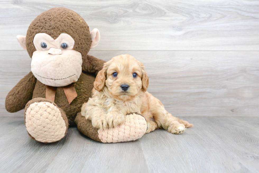 Small Cavapoo Baby