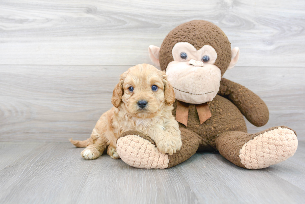 Cavapoo Puppy for Adoption