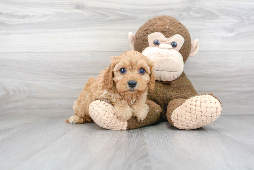 Best Cavapoo Baby