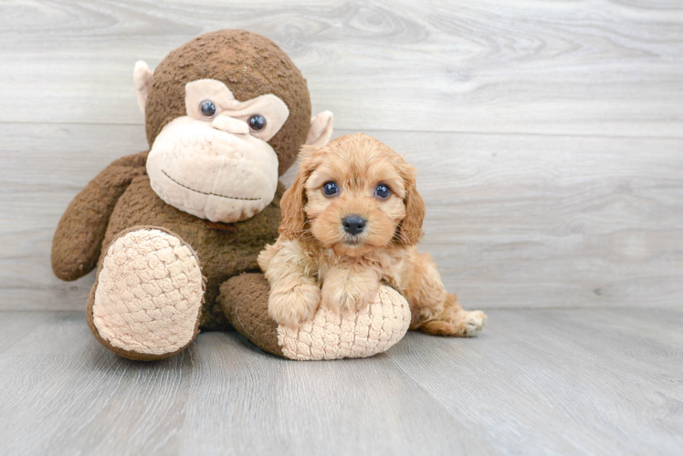 Cavapoo Pup Being Cute