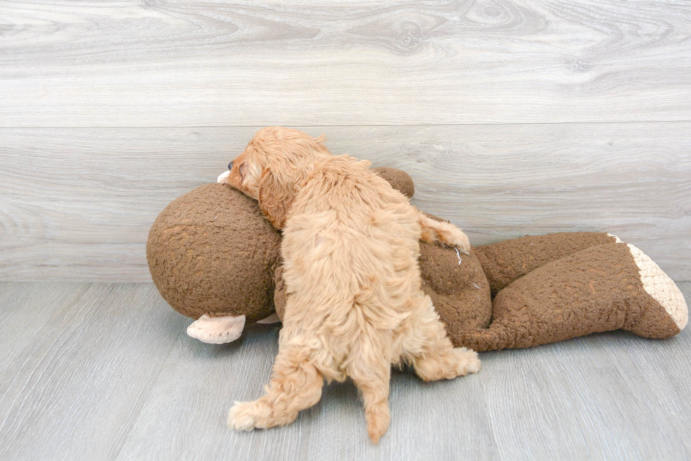 Smart Cavapoo Poodle Mix Pup