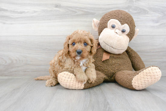 Best Cavapoo Baby