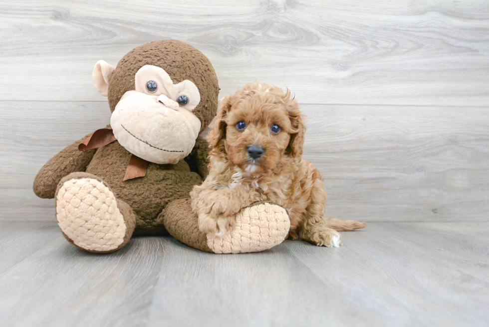 Petite Cavapoo Poodle Mix Pup