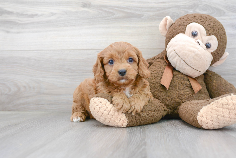 Small Cavapoo Baby