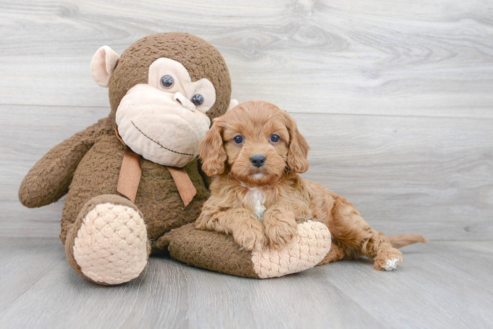 Cavapoo Pup Being Cute