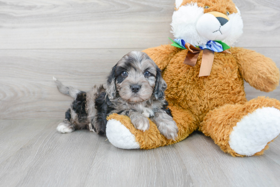 Petite Cavapoo Poodle Mix Pup