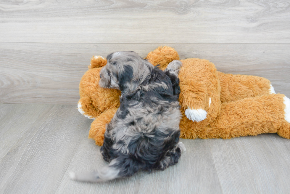 Cavapoo Puppy for Adoption