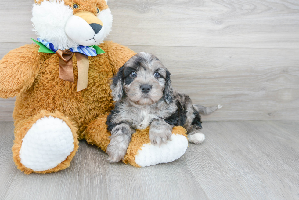 Best Cavapoo Baby