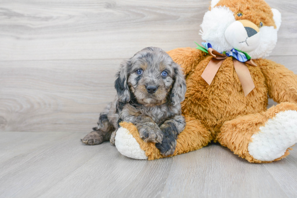 Petite Cavapoo Poodle Mix Pup