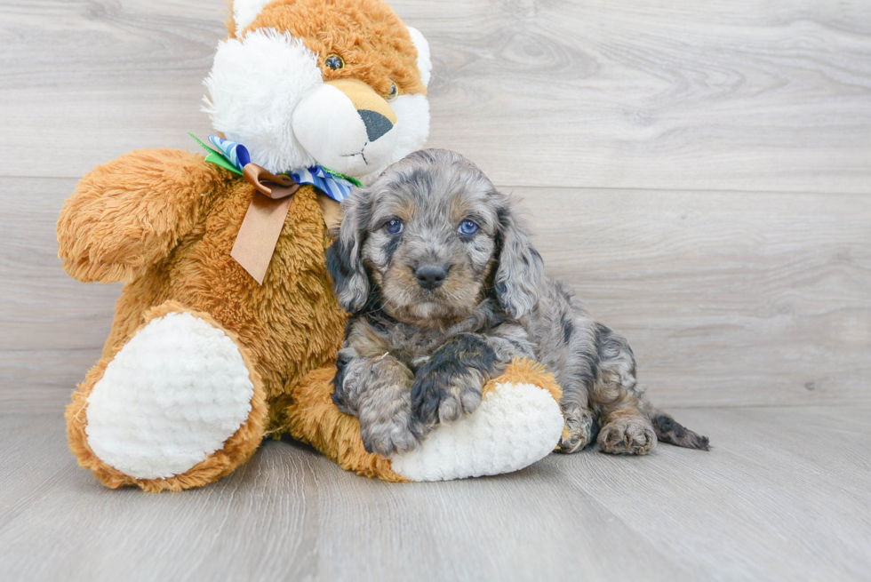 Cute Cavapoo Baby