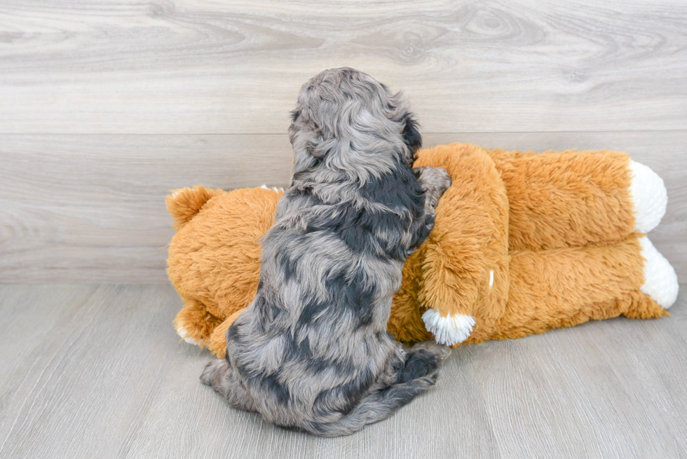 Cavapoo Pup Being Cute