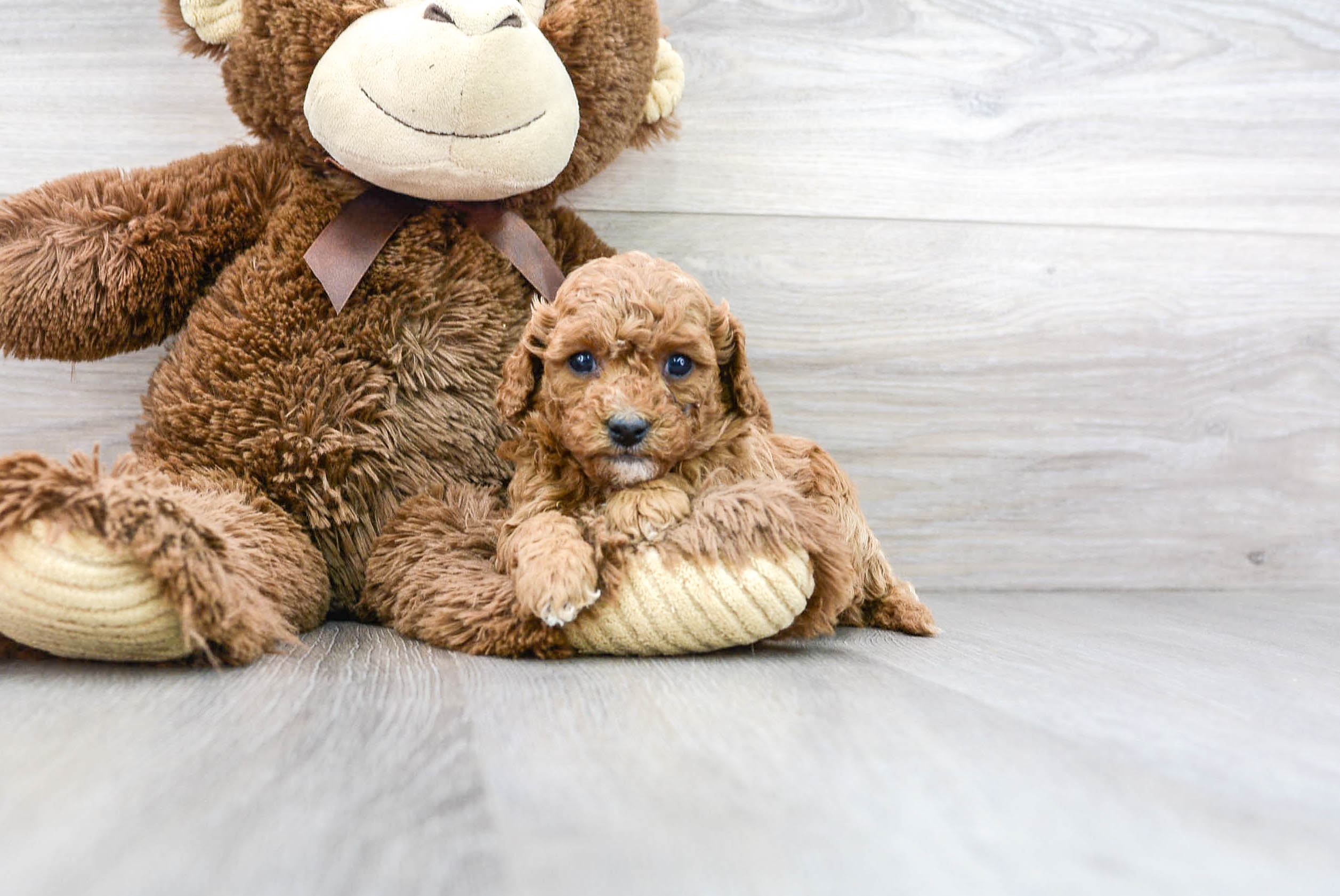 Little Cavoodle Poodle Mix Puppy