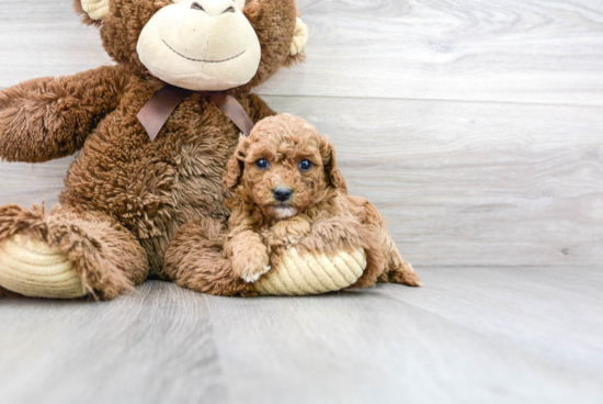 Little Cavoodle Poodle Mix Puppy