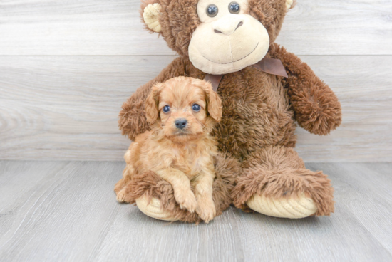 Smart Cavapoo Poodle Mix Pup