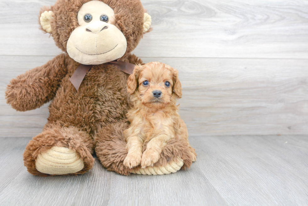 Best Cavapoo Baby