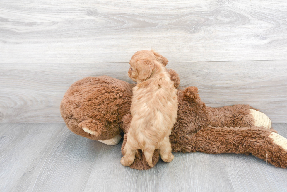 Smart Cavapoo Poodle Mix Pup