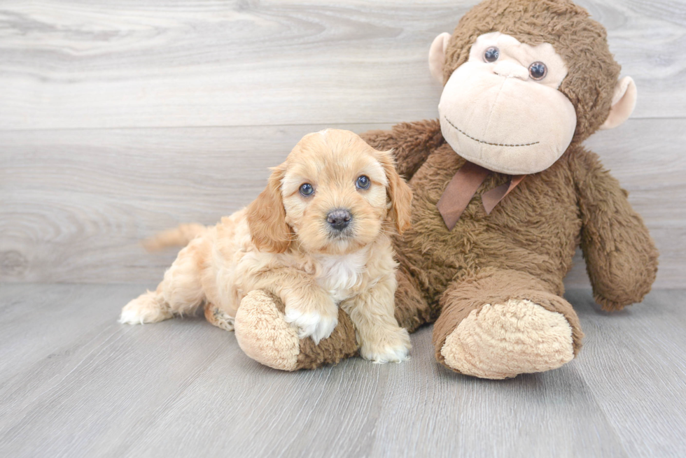 Cavapoo Pup Being Cute